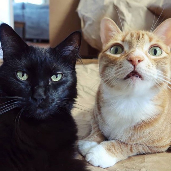 Cole and Marmalade